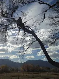 Trusted residential landscaping in Macon, GA by Hall's Tree Service