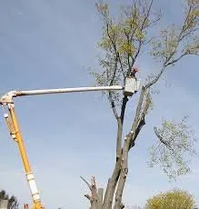 Affordable yard cleanup service experts serving Macon, GA - Hall's Tree Service