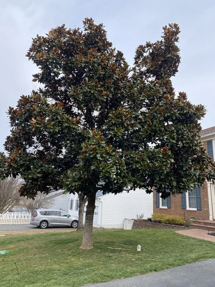 Top-rated residential landscaping in Stafford, VA - Hall's Tree Service