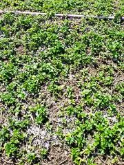 Custom lawn mowing service in Waimanalo, HI - Haloa Hydroseed