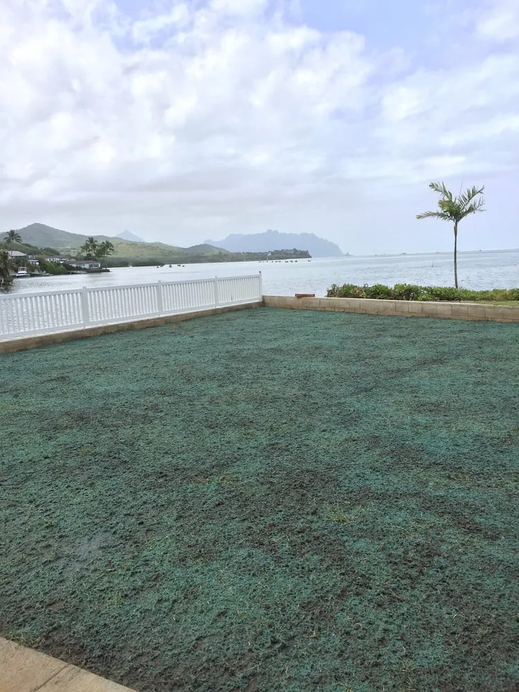 Trusted landscaping services for year-round maintenance in Waimanalo, HI by Haloa Hydroseed