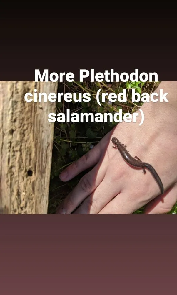 Expert yard maintenance with custom design across Ardmore, PA - Halpin Garden