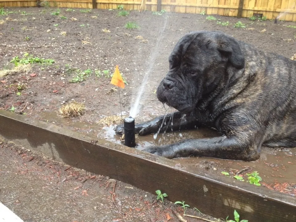 Professional landscape installation experts serving Hampden, MA - Haluch's Landscapes