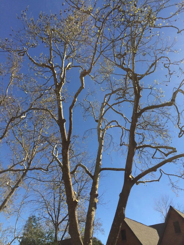 Professional outdoor landscaping experts serving Sacramento, CA - Haman Landscape and Tree Service