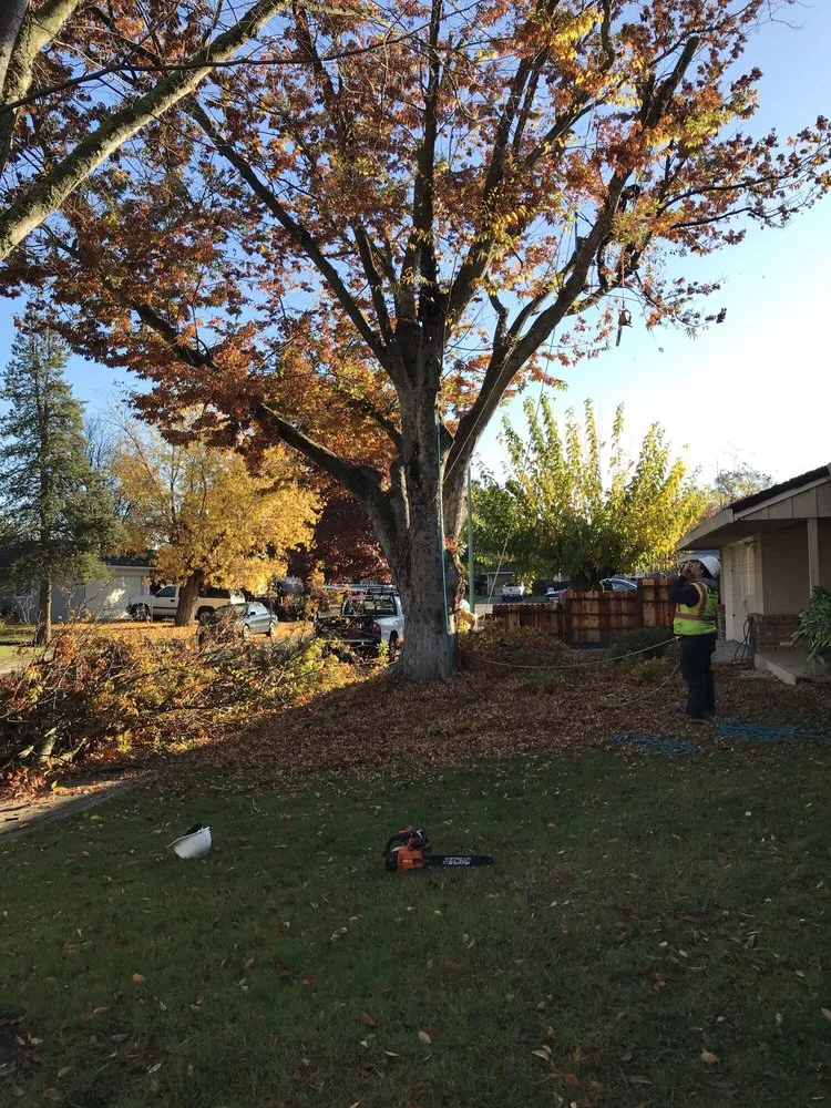 Top-rated yard maintenance for residential properties in Sacramento, CA by Haman Landscape and Tree Service