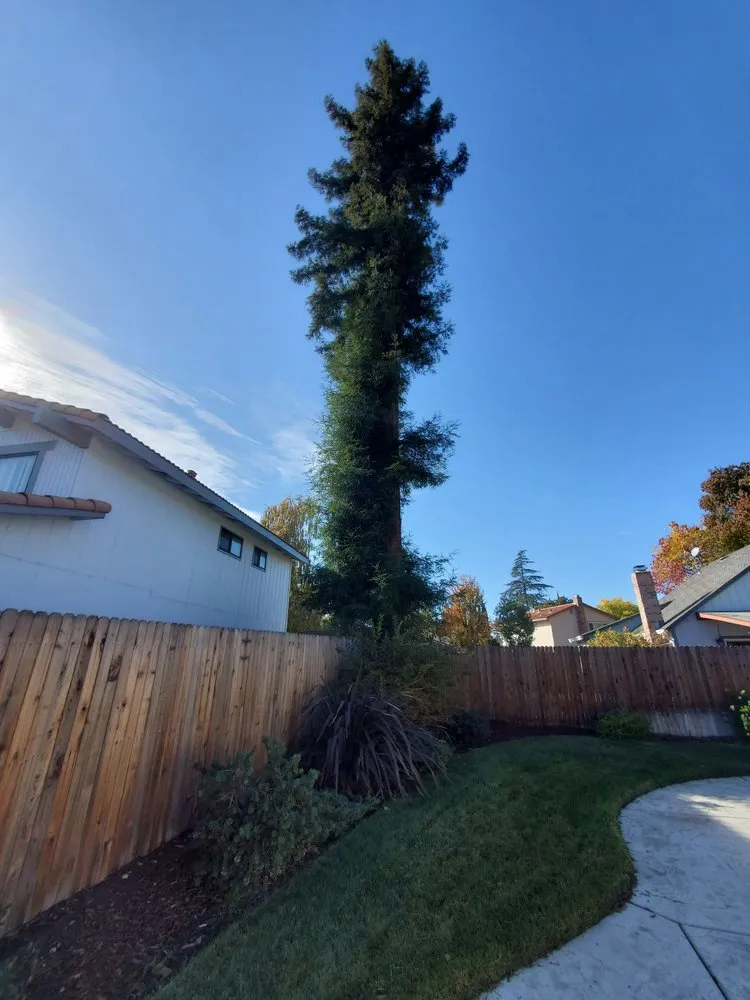 Top-rated yard maintenance for homes in Sacramento, CA by Haman Landscape and Tree Service