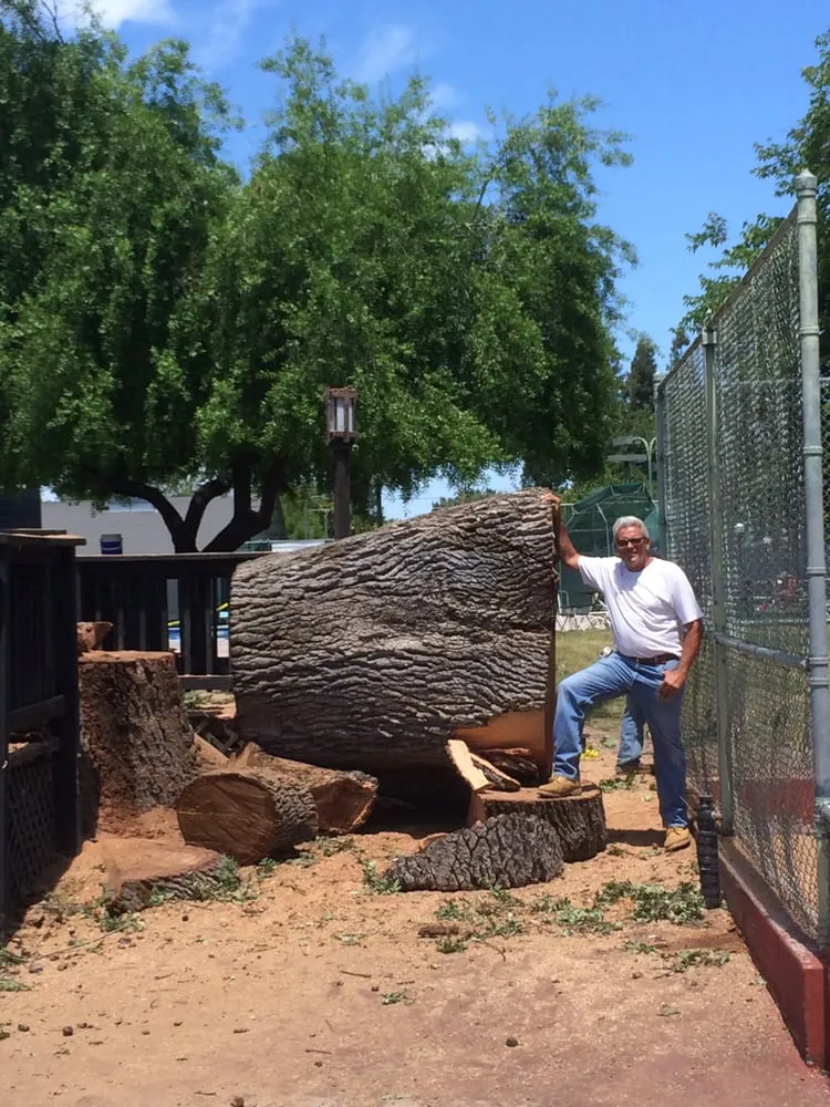 Trusted yard cleanup service in Sacramento, CA - Haman Landscape and Tree Service