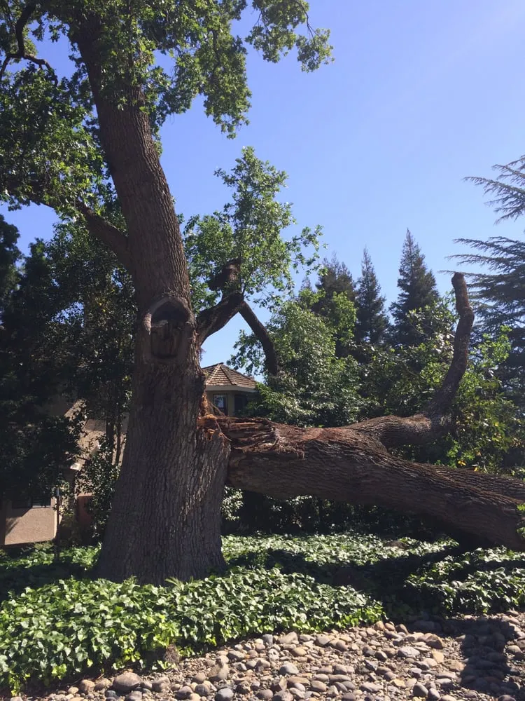 Professional landscape installation for beautiful yards in Sacramento, CA by Haman Landscape and Tree Service