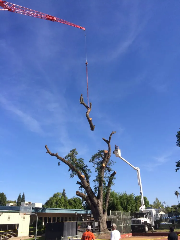 Custom lawn care service for residential properties across Sacramento, CA - Haman Landscape and Tree Service