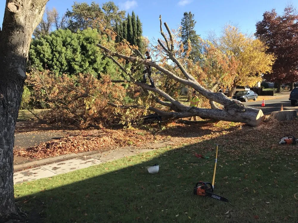 Trusted residential landscaping experts serving Sacramento, CA - Haman Landscape and Tree Service