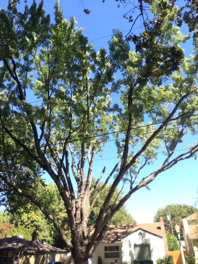 Professional yard cleanup service experts serving Sacramento, CA - Haman Landscape and Tree Service