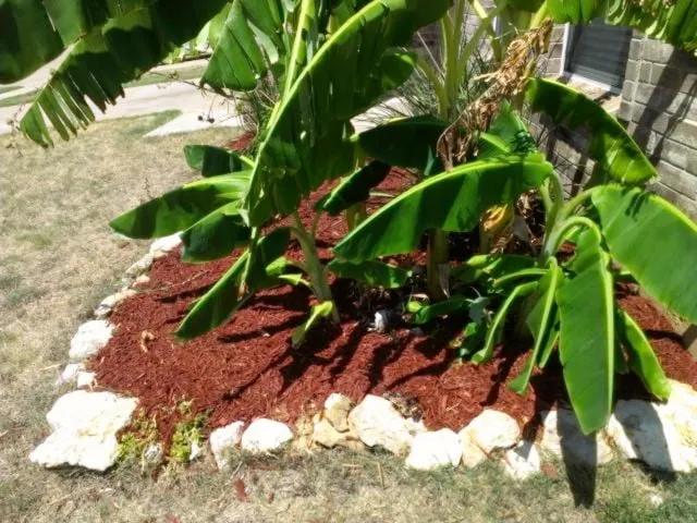 Custom lawn mowing service for beautiful yards in Arlington, TX by Hamann Landscape Services