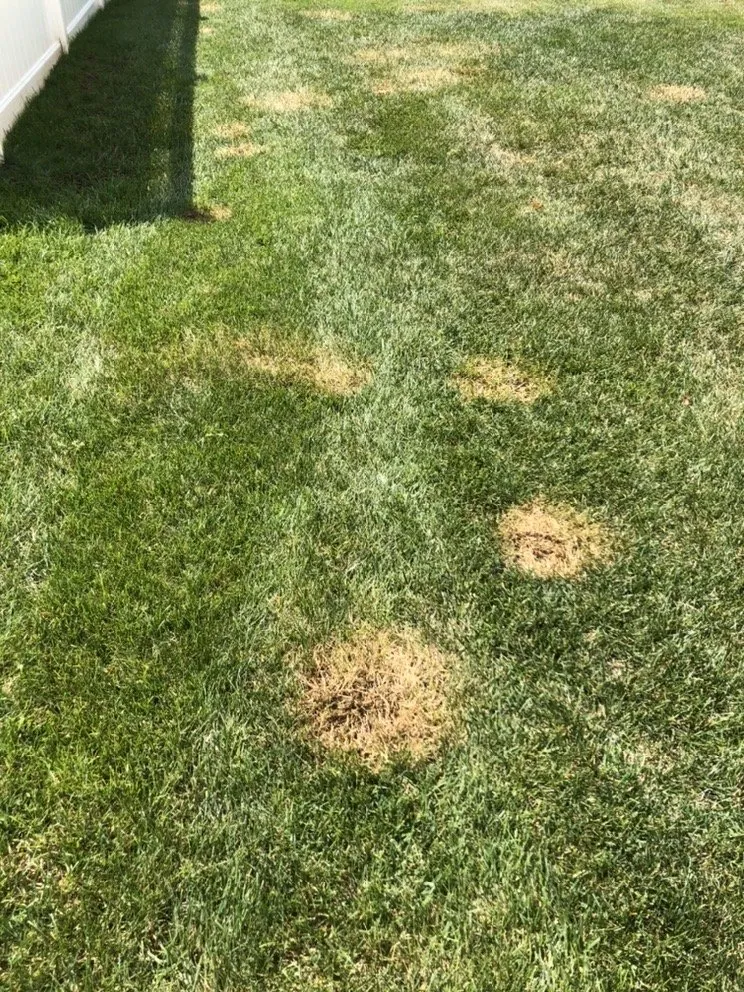 Local outdoor landscaping experts serving Front Royal, VA - Hambleton Lawn & Landscape