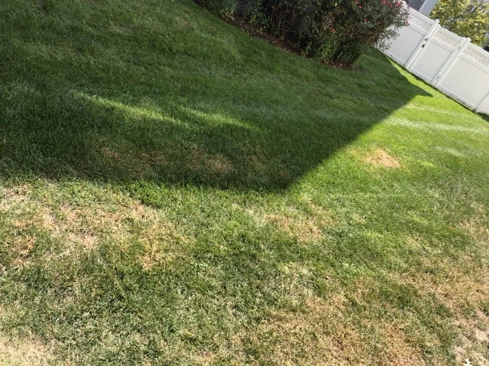 Top-rated yard maintenance in Front Royal, VA - Hambleton Lawn & Landscape