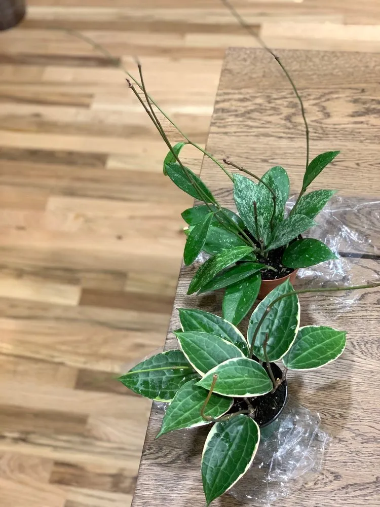 Professional landscaping services in Brooklyn, NY - Hamilton Landscape