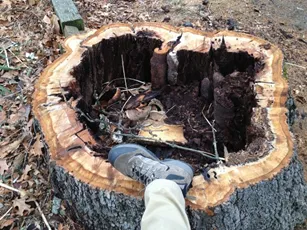 Reliable landscaping services experts serving East Falmouth, MA - Hamilton Tree and Landscape