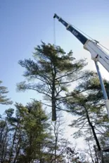 Expert landscape installation in East Falmouth, MA by Hamilton Tree and Landscape