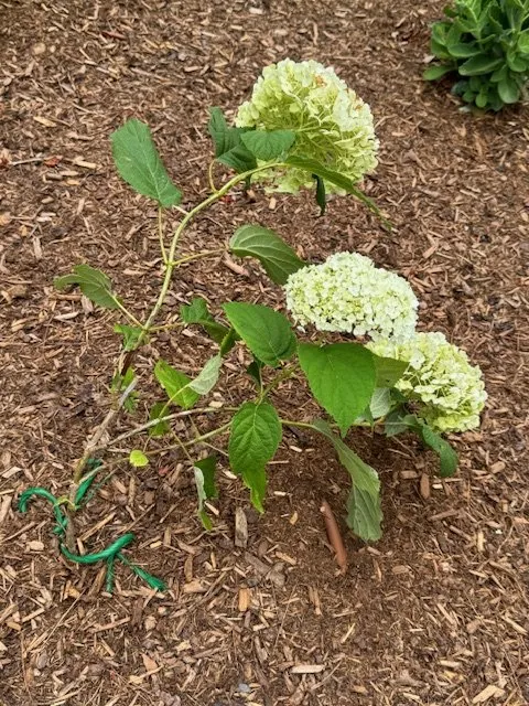 Top-rated landscape installation near you across Falmouth, MA - Hamilton Tree and Landscape