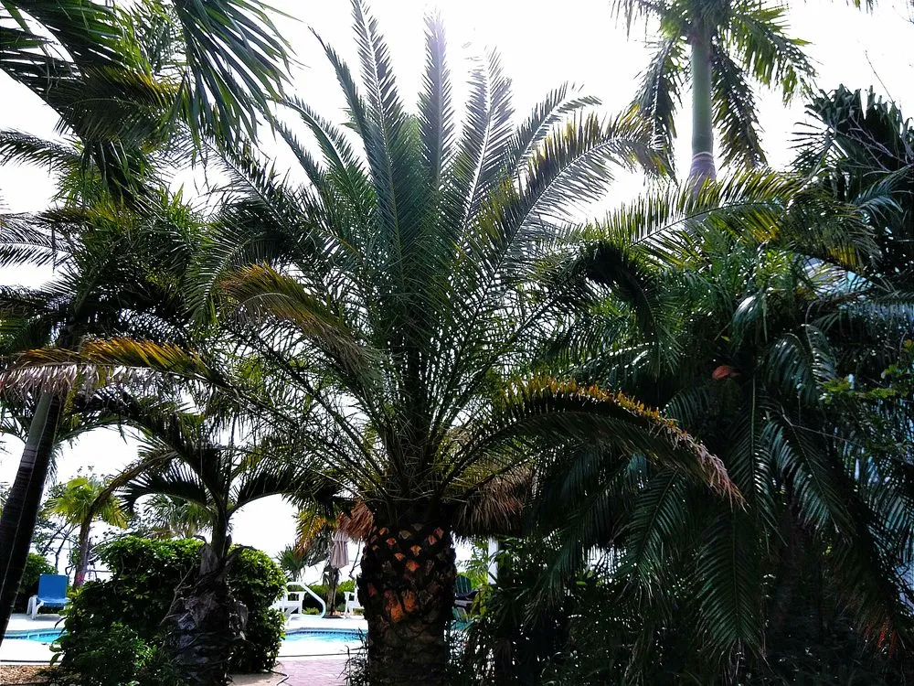 Trusted garden landscaping for homes across Cudjoe Key, FL - Hammerhead Landscaping & Bobcat