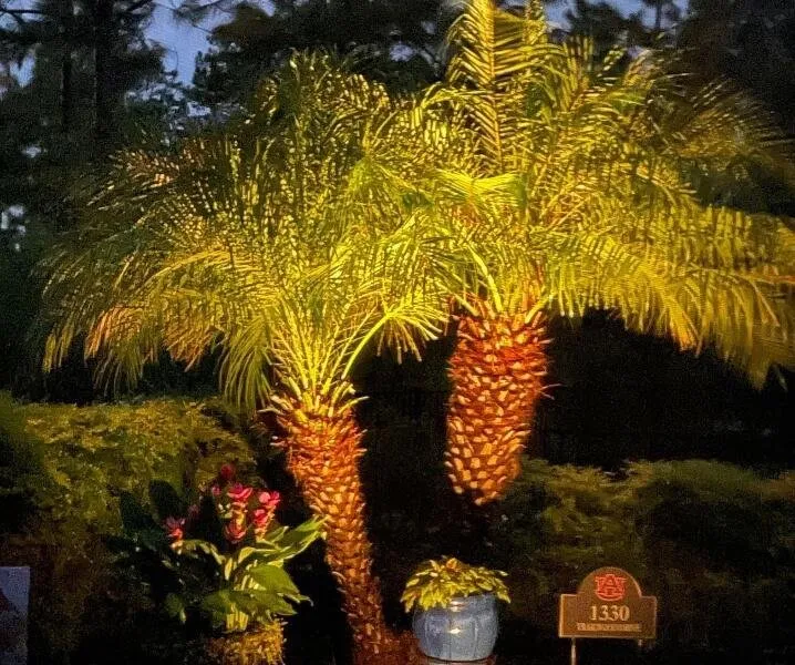 Affordable residential landscaping in Jacksonville Beach, FL by Hammerit Premier Outdoor Illumination