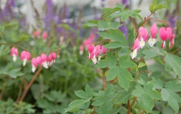 Reliable lawn mowing service in Forked River, NJ by Hammett's Landscaping & Garden Center