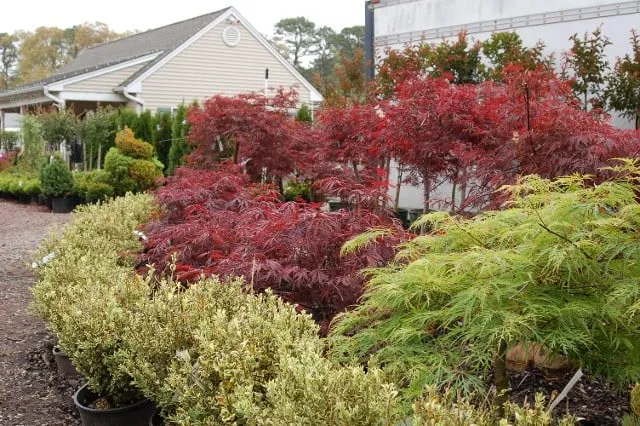 Top-rated yard cleanup service for year-round maintenance in Forked River, NJ by Hammett's Landscaping & Garden Center
