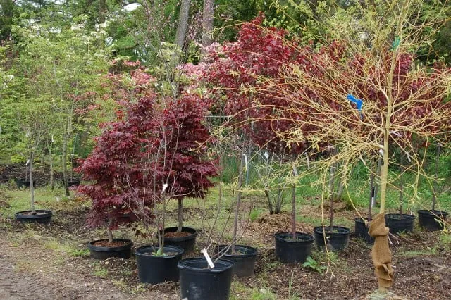 Affordable landscape installation near you in Forked River, NJ by Hammett's Landscaping & Garden Center