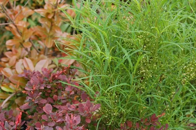 Professional yard maintenance for residential properties in Forked River, NJ by Hammett's Landscaping & Garden Center