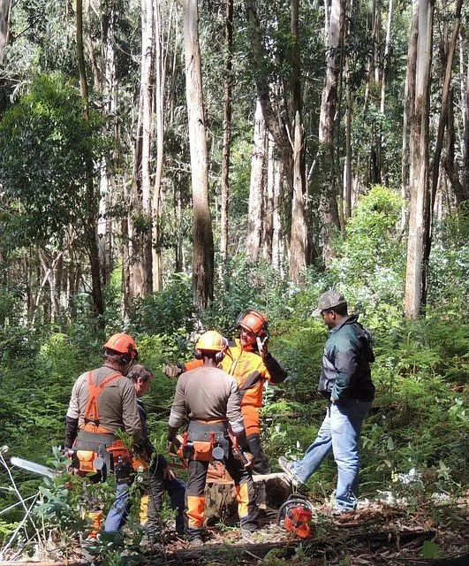 Top-rated yard cleanup service experts serving Hammond, IN - Hammond Tree Service