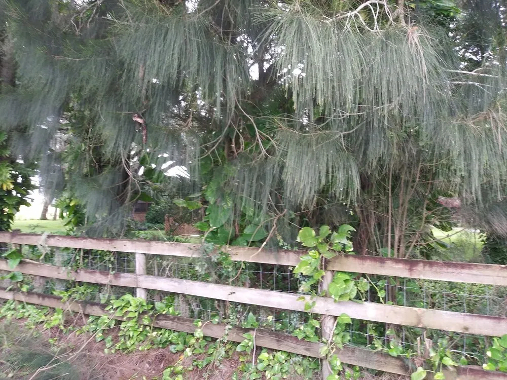 Expert lawn mowing service with custom design in Avon Park, FL by Hamm's Landscaping and Pressure Washing