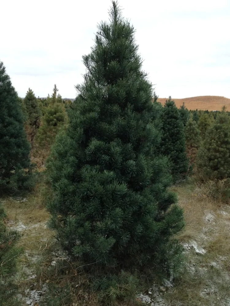 Affordable outdoor landscaping experts serving Dennison, MN - Hampton Hills Tree Farm
