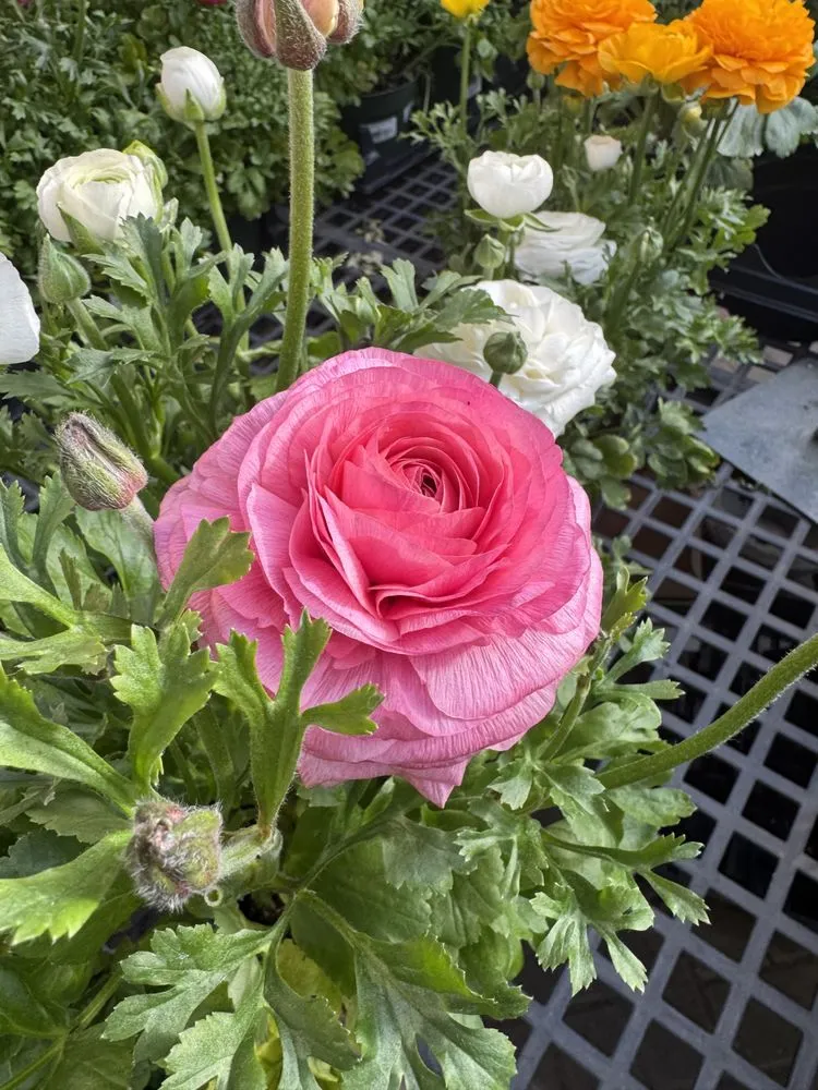 Affordable landscape installation in Hampton Bays, NY by Hampton Nursery