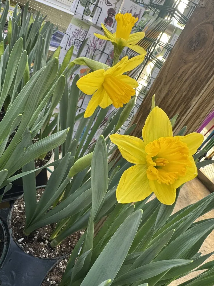 Custom lawn mowing service for outdoor upgrades across Hampton Bays, NY - Hampton Nursery