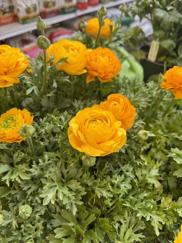 Local residential landscaping in Hampton Bays, NY - Hampton Nursery