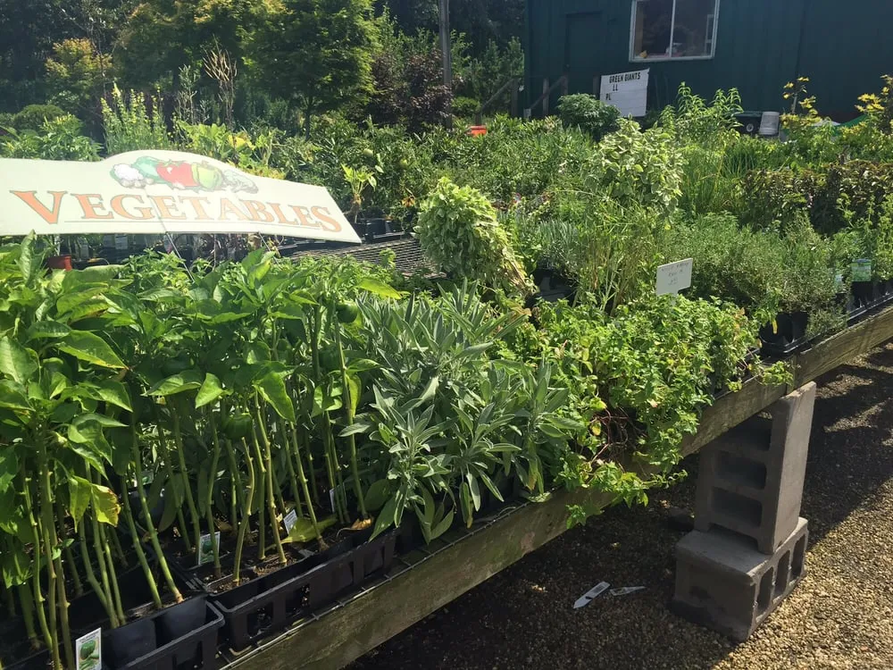 Local yard cleanup service near you in Hampton Bays, NY by Hampton Nursery