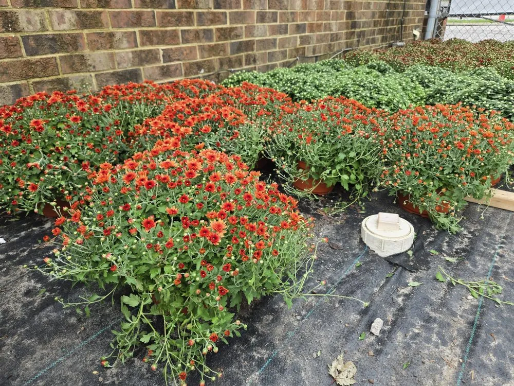 Professional residential landscaping with custom design across Chesapeake, VA - Hampton Roads Mowers And Mulch