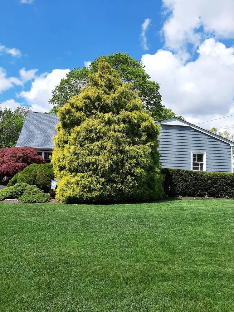 Affordable yard cleanup service in Westhampton, NY by Hampton Turf & Tree Care
