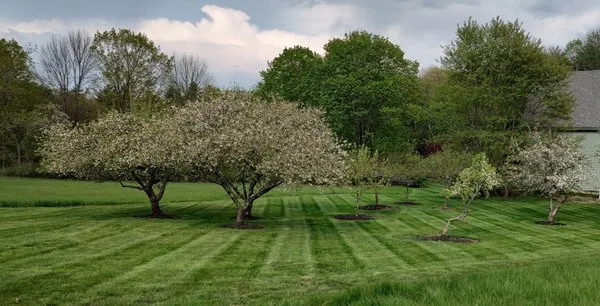 Hampton Yard Guys Logo