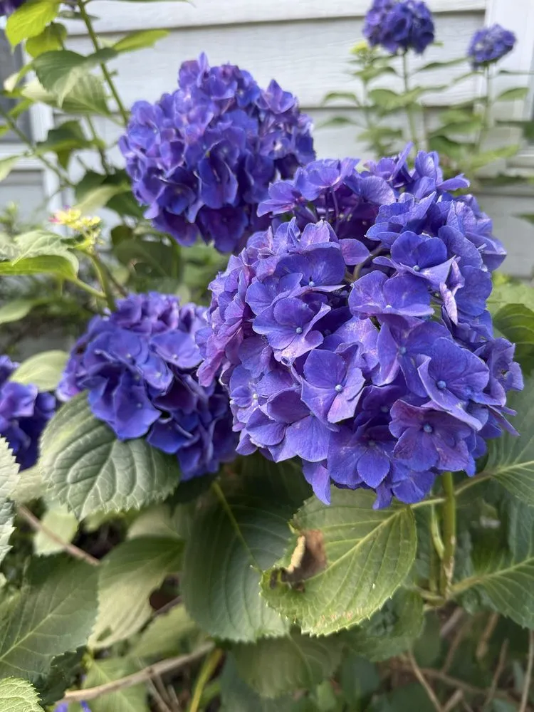 Professional residential landscaping experts serving Port Jefferson, NY - Hamptons Horticulture