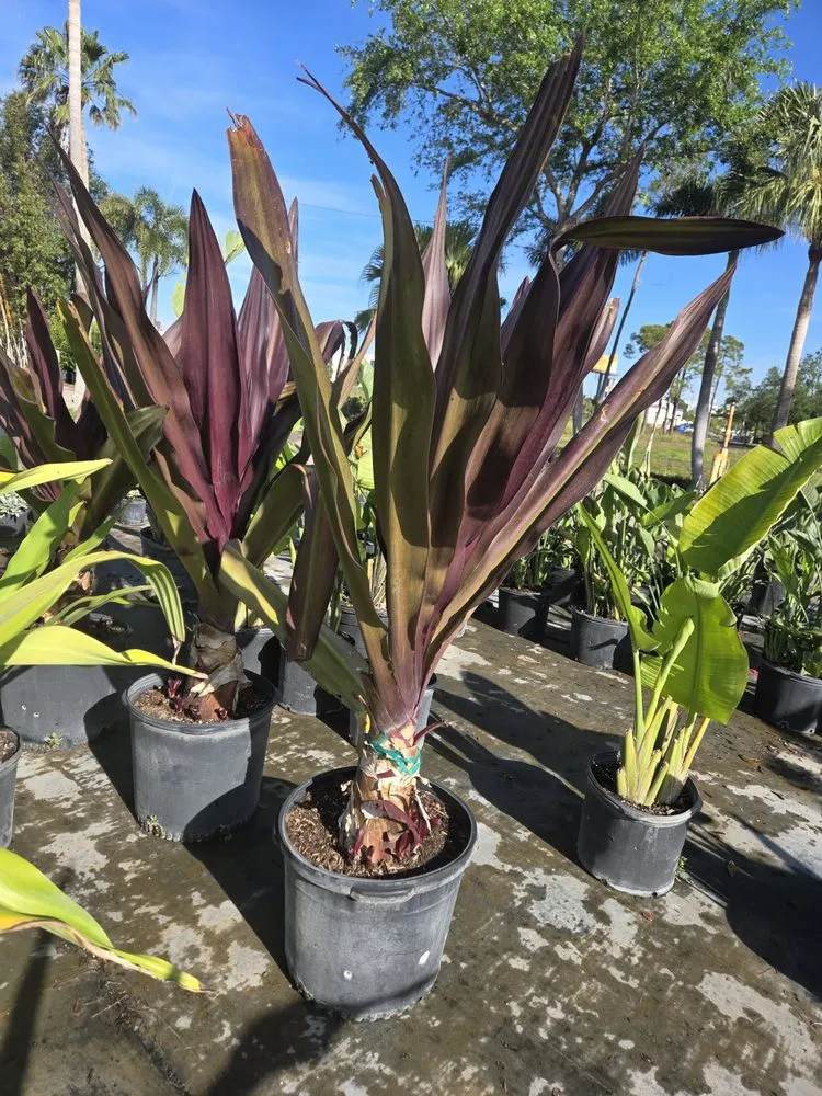 Top-rated outdoor landscaping in Tampa Bay, FL - Hamtons Landscapings