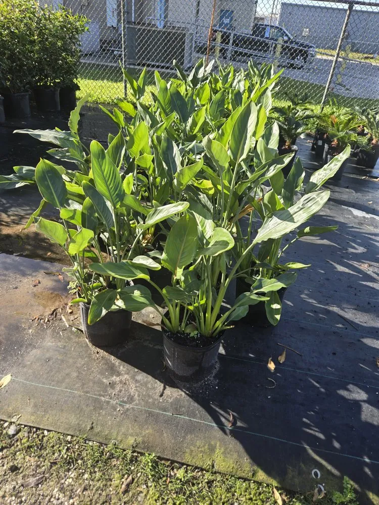 Reliable garden landscaping near you across Tampa Bay, FL - Hamtons Landscapings