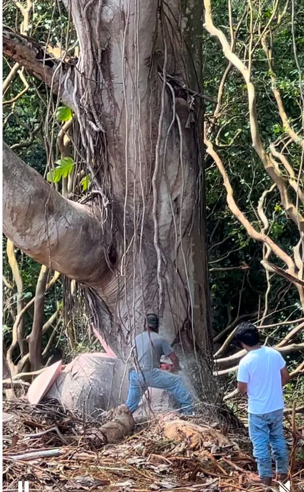 Trusted landscape design near you in Anahola, HI by Hana Maika’i I Napomaika’i