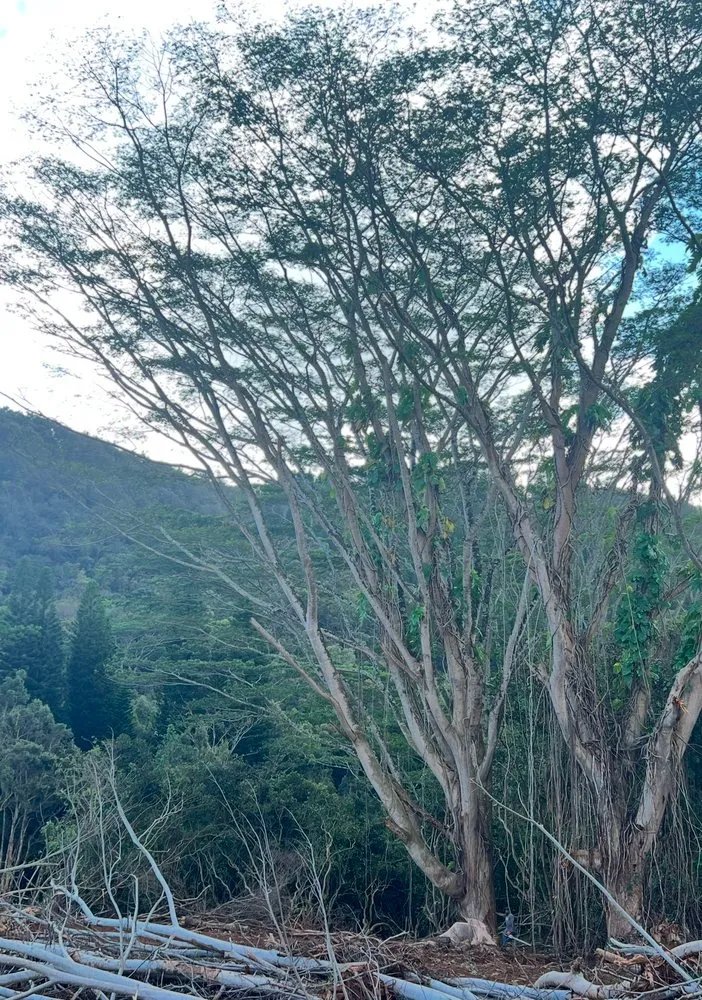 Custom yard cleanup service experts serving Anahola, HI - Hana Maika’i I Napomaika’i