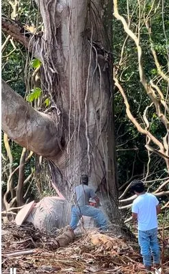 Hana Maika’i I Napomaika’i