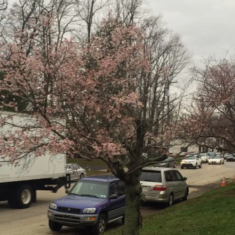 Expert residential landscaping for beautiful yards in Philadelphia, PA by Hanagan Landscaping