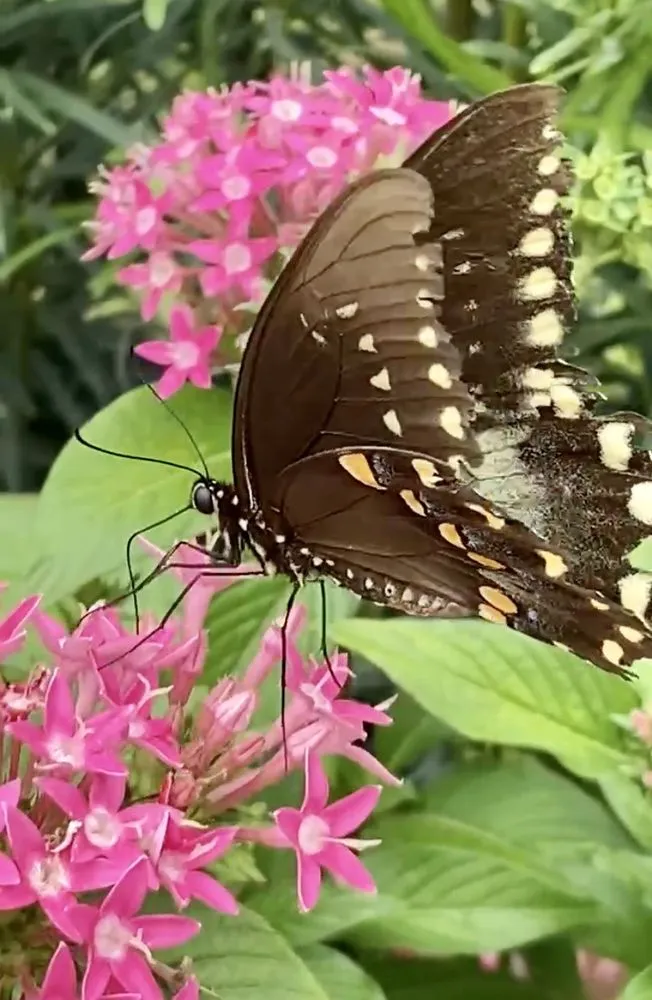 Local landscaping services for homes in Dade City, FL by Handcart Garden Center