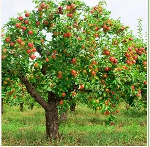 Trusted lawn mowing service for outdoor upgrades across Santa Cruz, CA - Handlebar Landscapes