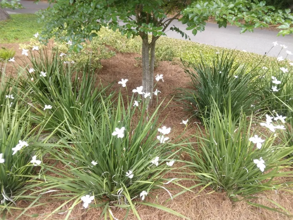Expert outdoor landscaping for year-round maintenance in Hilliard, FL by Handley's Services