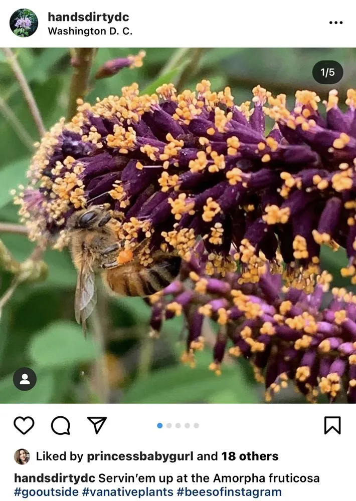 Affordable residential landscaping for beautiful yards across Washington DC, DC - Hands Dirty Conservation Landscaping