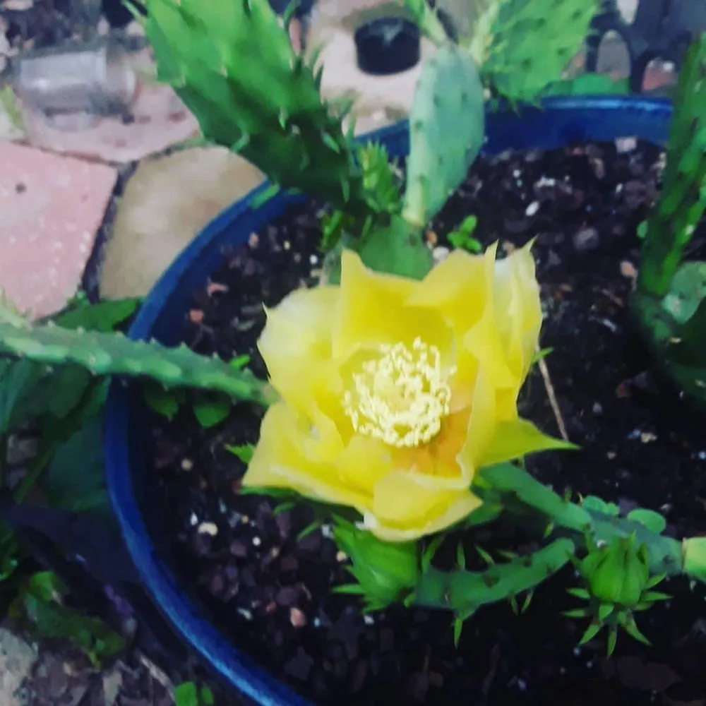 Affordable residential landscaping for year-round maintenance across Washington DC, DC - Hands Dirty Conservation Landscaping